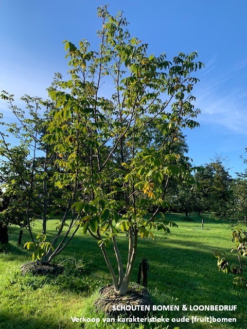walnotenboom meerstammig