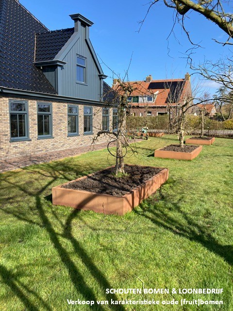 appelboom cortenstaal
