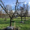oude halfstam appelboom