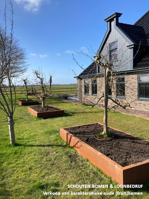appelboom cortenstaal