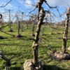 laagstam appelboom