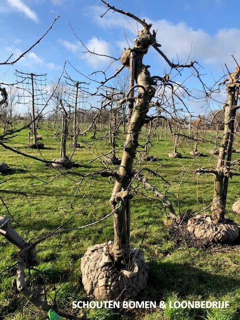 laagstam appelboom