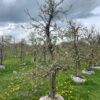 oude appelboom