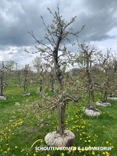 oude appelboom