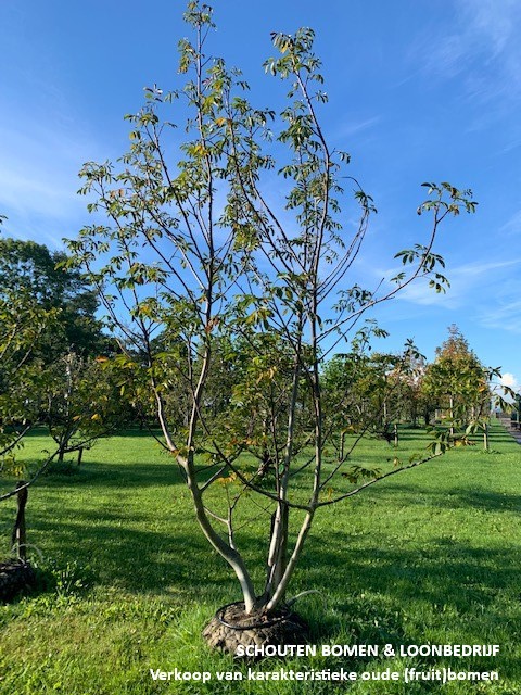 meerstammige walnotenboom