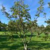 meerstammige walnootboom