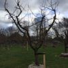 collina appelboom