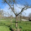 oude appelboom