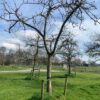 hoogstam appelboom