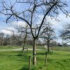 hoogstam appelboom