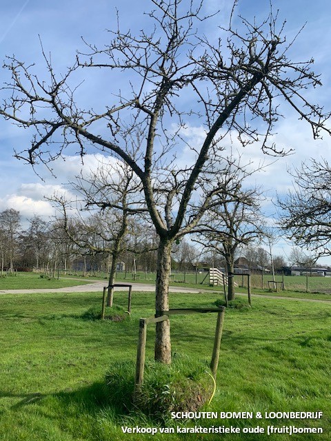 hoogstam appelboom