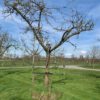 grote appelboom oude fruitboom