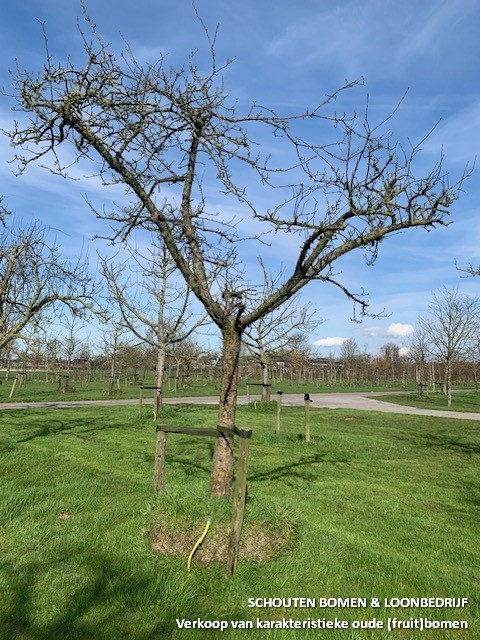 grote appelboom oude fruitboom