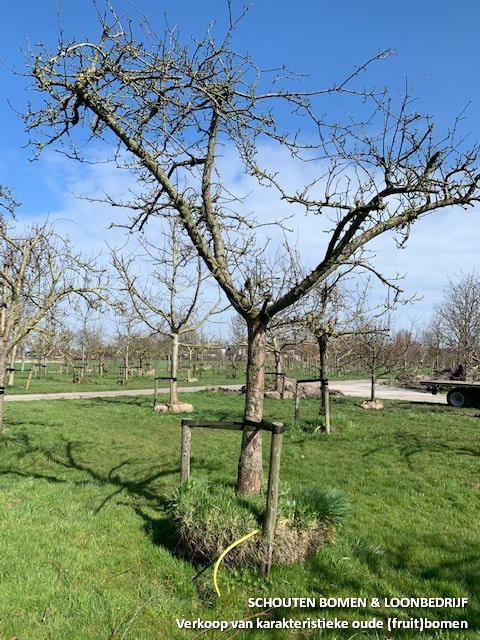 oude appelboom