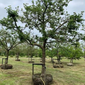 hoogstam appelboom