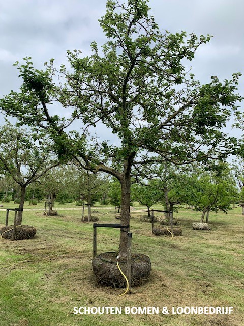 hoogstam appelboom