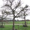 hoogstam appelboom