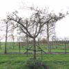hoogstam appelboom