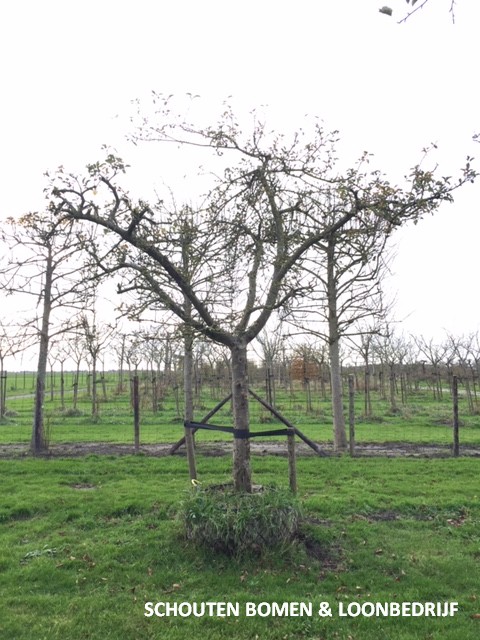 hoogstam appelboom