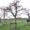 hoogstam appelboom