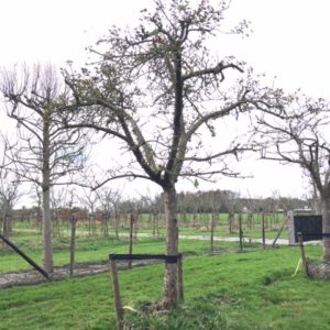 hoogstam appelboom