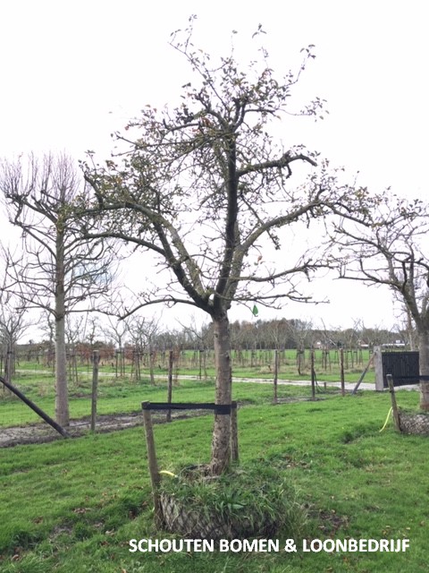 hoogstam appelboom