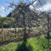 oude perenboom triomphe de vienne