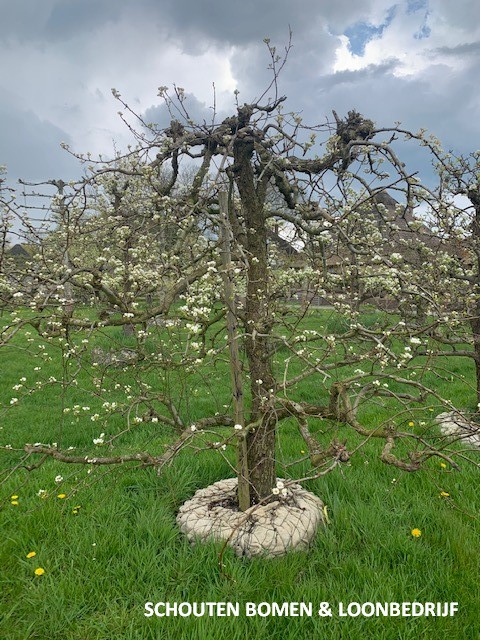 oude perenboom triumph de vienne