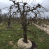 triumph de vienne perenboom