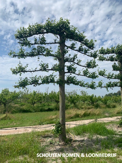 Gezichtsveld Onzorgvuldigheid Horzel Grote Leilinde (zwaarste model) - Schouten Bomen & Loonbedrijf