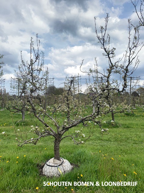 oude perenboom