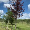 rode esdoorn acer