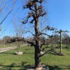 Beurre Hardy perenboom
