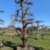 oude perenboom