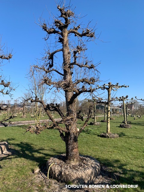 oude perenboom