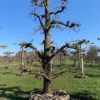 oude fruitboom oude perenboom
