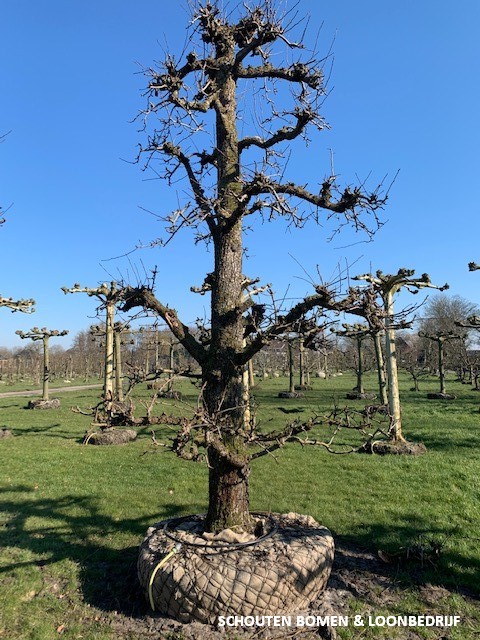 oude fruitboom oude perenboom