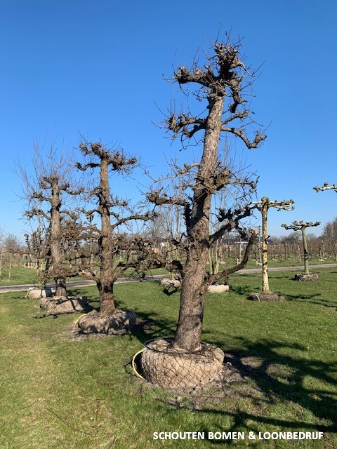 oude perenbomen