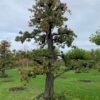 oude perenboom
