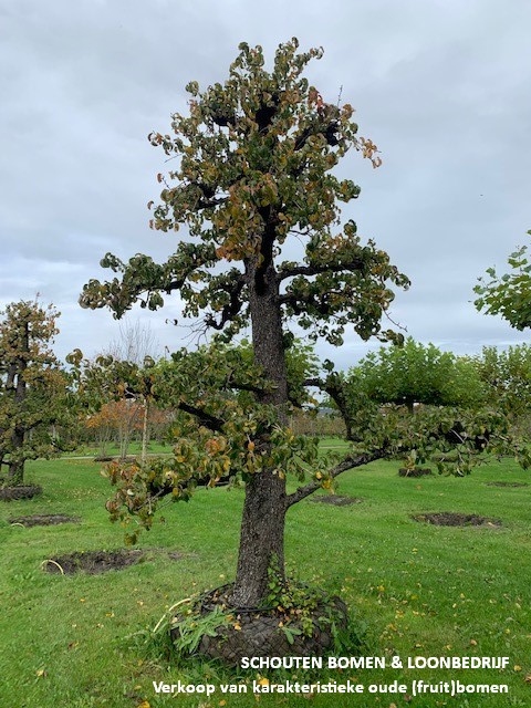 oude perenboom