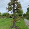 oude fruitboom