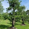 Beurre Hardy perenboom