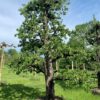 oude perenboom