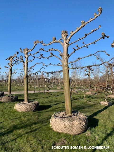 grote leilinde