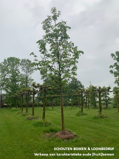 kastanjeboom
