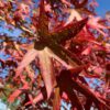 blad amberboom