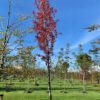 amberboom