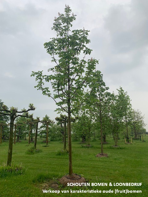 kastanjeboom