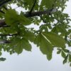 blad van een kastanjeboom