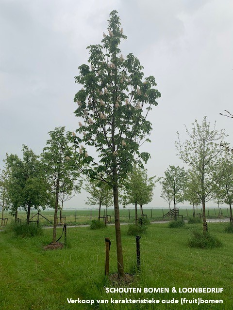 bloemen kastanjeboom